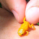 Illustration for article titled Scientists Discover New Type Of Adorable Little Frog, World Rejoices